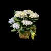 Beautiful blooming plant, beloved hydrangea in seagrass pot cover complete with ribbon.