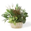 A lush plant basket perfect for any occasion.  This 7&quot; basket