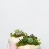 Introducing our Limited Edition hand-assembled succulent pumpkins. These are Locally Grown Ornamental
