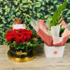 Bloomisical Box is composed of elegant roses and filler flowers, making a