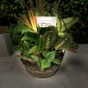 This time of year, give the gift of a personal garden to