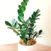 ZZ Planter is great for home and office settings. Low to moderate