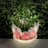 ZZ Planter is great for home and office settings. Low to moderate