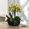 A high quality Eight yellow orchids arrangement with a vase 15&quot; D