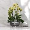 A high quality Nine yellow orchids arrangement with a vase 12&quot; D