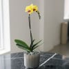 A high quality Single yellow orchid arrangement with a vase 7&quot; D