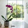 A high quality Single Purple orchid arrangement with a vase 7&quot; D
