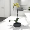 A high quality Single yellow orchid arrangement with a vase 8.5&quot; D