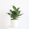 Elegant and timeless, this Peace Lily is the perfect blend of beauty