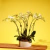 Classic Yellow orchids in a heavy ribbed white ceramic. 