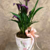Calla Lily Plant with moss and bow in ceramic pot with pink
