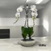 A high quality Double white orchids arrangement with a vase 10&quot; D