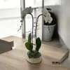 A high quality Double white orchids arrangement with a vase 9.5&quot; D