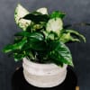 A lovely array of cheerful plants is just the right size for