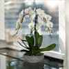 A high quality Triple white orchids arrangement with a vase 10&quot; D