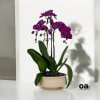 A high quality Triple purple orchids arrangement with a vase 9.5&quot; D