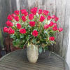 50 of the freshest and most beautiful imported Red Roses designed in