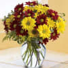 Assorted Fall Daisies, just in time for the season!