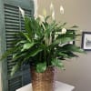 A large peace lily plant in a basket is a standard gift