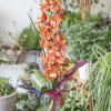 Large Cymbidium Orchid in a clear glass vase with accents and stones.