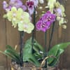 A curated basket overflowing with the timeless beauty of orchids, designed to