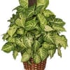 GREEN NEPHTHYTIS PLANT
