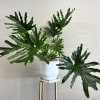 Philodendron &quot;Lickety Split&quot; plants are a great plant for use indoors. The