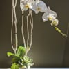 An exquisite white phalaenopsis orchid paired with bleached 
matsumoto branches and green