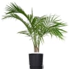 A beautiful Majestic Areca Palm nestled in a self-watering black recycled resin