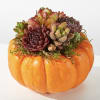 Oh My Gourdness! Take your Fall d&eacute;cor to the next level with