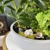 An orchid planted in a keepsake container. Arranged with two green tropical