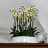 A high quality Fourteen yellow orchids arrangement with a vase 19.5&quot; D