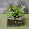 Assortment of mixed desert succulents with rocks. Small (standard) and large (deluxe)