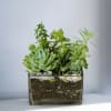 Assortment of mixed desert succulents with rocks. Small (standard) and large (deluxe)