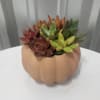 Seasonal succulents in a ceremic pumpkin 