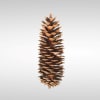 10&quot; Pine Cones