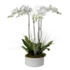 PO4W - Four Stem White Phalaenopsis Orchid
Four Stem White Phalaenopsis Orchid in
