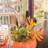 lush succulents in this keepsake ceramic pumpkin perfect for any occasion 