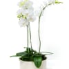 This trio of petite orchids brings soft elegance and quiet beauty&mdash;perfect for