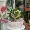 Introducing our &quot;Gardenscape&quot; Deluxe and Premium Plant Arrangements, the perfect way to