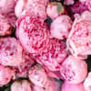 Mixed color peonies, gift wrapped. 

Standard size: 6 stems peonies
Deluxe size: 12