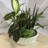 Four plants in one, Dieffenbachia Seguine, Philodendron, Maranta Red Prayer Plant and