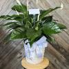 Send your condolences with this Prayer (Spathiphyllum) plant. APPROXIMATE DIMENSIONS: 36&quot; H