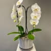 This double stemmed white orchid is simply stunning. Two stems covered in