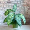 This 6&rdquo; diameter potted house plant is easy care and comes in