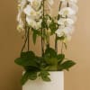 A beautiful cascade orchid with a modern and classy touch. 