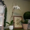 From our stunning orchid collection. 
Beautiful phalaenopsis orchid  naturally decorated. Crisp