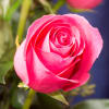 These beautiful Hot Pink roses will definitely let that someone special 