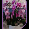Celebrate with a Orchid pink Arrangement. Each bloom, carefully selected, offers a