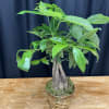 The Braided Money Tree is a symbol of prosperity, good luck, and